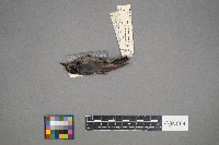 Sitta canadensis image