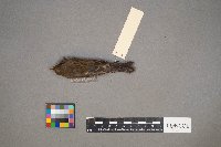 Setophaga coronata image