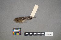 Setophaga coronata image