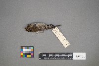 Setophaga coronata image