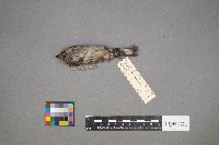 Setophaga coronata image