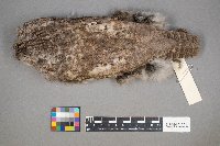 Media resource of Megascops asio