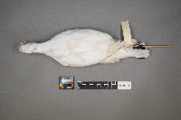 Lagopus lagopus image