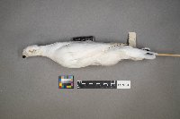 Lagopus lagopus image