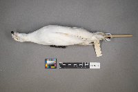 Lagopus lagopus image