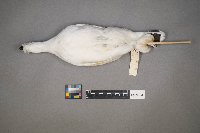 Lagopus lagopus image