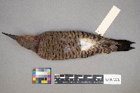 Colaptes auratus image