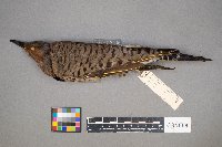 Colaptes auratus image