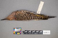 Colaptes auratus image