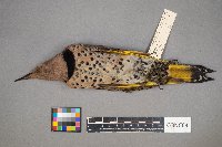 Colaptes auratus image