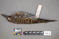 Colaptes auratus image