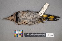 Colaptes auratus image