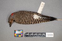 Colaptes auratus image