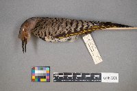 Colaptes auratus image