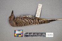 Colaptes auratus image