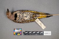 Colaptes auratus image