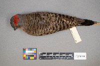 Colaptes auratus image