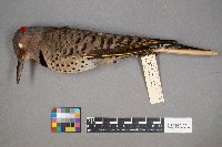 Colaptes auratus image