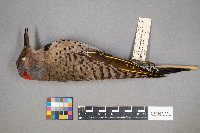 Colaptes auratus image