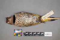 Colaptes auratus image