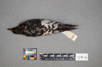 Melanerpes erythrocephalus image