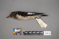 Melanerpes erythrocephalus image