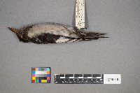 Melanerpes erythrocephalus image