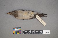 Melanerpes erythrocephalus image