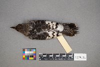 Melanerpes erythrocephalus image