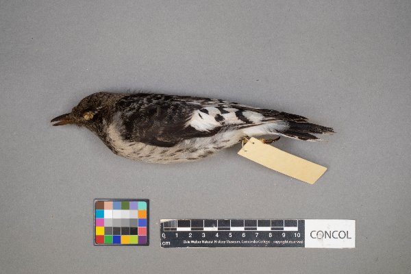 Melanerpes erythrocephalus image