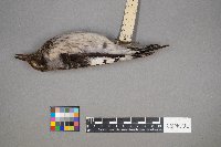 Melanerpes erythrocephalus image