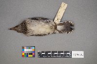 Melanerpes erythrocephalus image