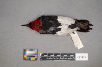 Melanerpes erythrocephalus image