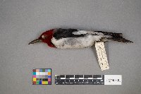 Melanerpes erythrocephalus image