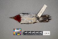 Melanerpes erythrocephalus image