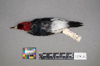 Melanerpes erythrocephalus image