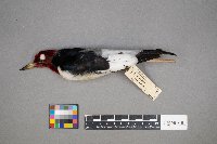 Melanerpes erythrocephalus image