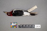 Melanerpes erythrocephalus image