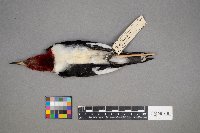 Melanerpes erythrocephalus image