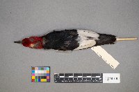 Melanerpes erythrocephalus image