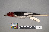 Melanerpes erythrocephalus image