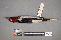 Melanerpes erythrocephalus image