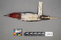 Melanerpes erythrocephalus image