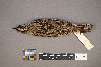 Sturnella neglecta image