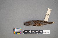 Passer domesticus image