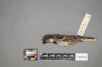 Passer domesticus image