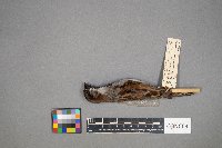 Passer domesticus image