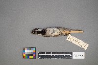 Passer domesticus image