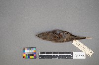 Passer domesticus image