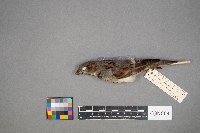 Passer domesticus image